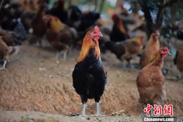 广西80后回乡创业当“鸡司令”，只因外面的鸡吃起来没有“乡愁”