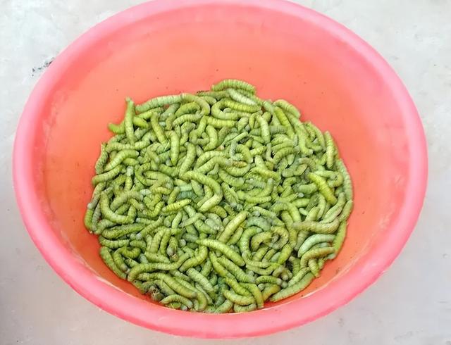 大豆田的“豆虫”，如今却被端上餐桌，1斤40元值得养殖吗？