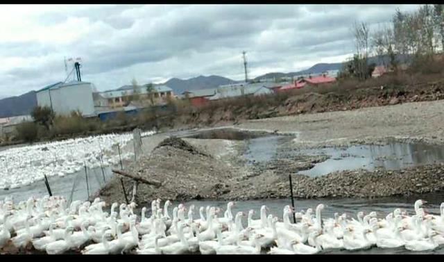 农村大鹅养殖，时间短效率高，今天分享脱温后，鹅雏的管理