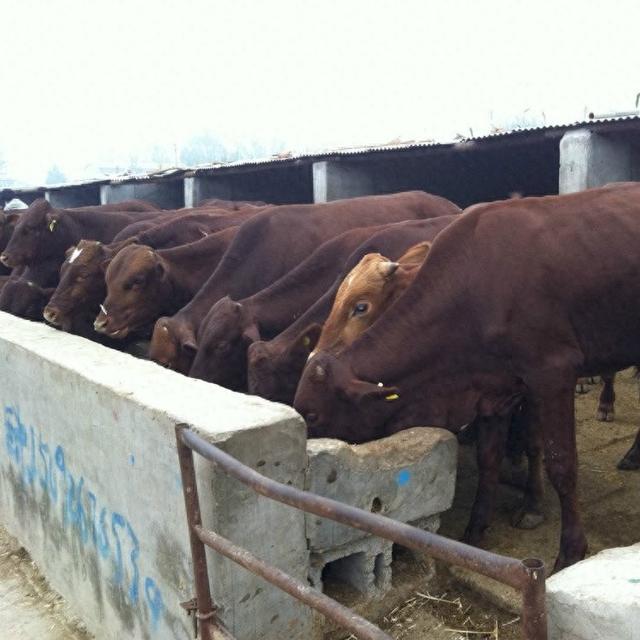 利木赞肉牛养殖场