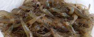 淡水养殖虾的种类(河虾的种类有哪些？种类繁多且广泛分布 看看你认识几种)