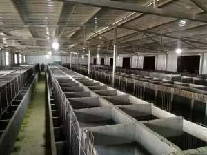 贵州最大竹鼠养殖基地(竹鼠豪猪卖得好，东川这个合作社带富近400户档卡户)