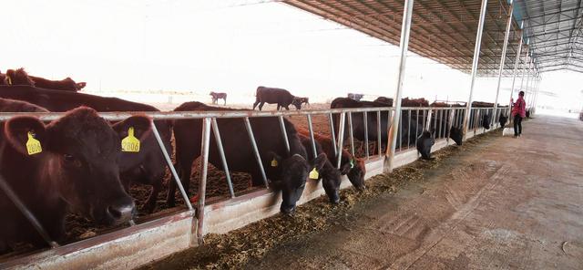 广西东兴：建标准化养殖场 发展特色肉牛养殖