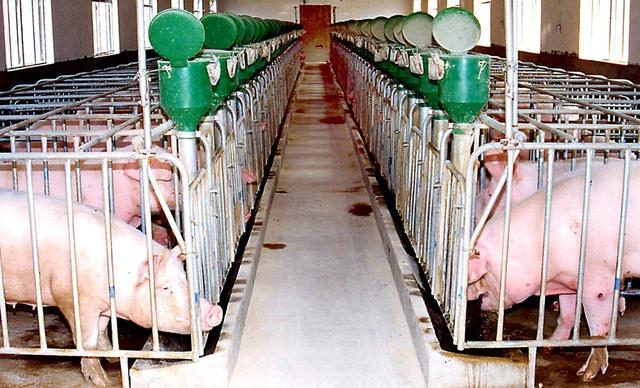 生猪养殖的5种方法