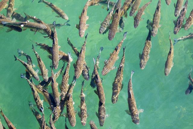 帆布鱼池养小河鱼，快一年了，几百尾小鱼在鱼池里欢嬉
