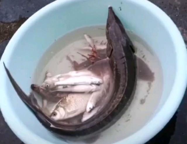 “牢底坐穿鱼”芜湖男子捕杀野生中华鲟被抓了，野外这些鱼不能钓