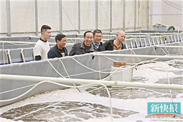 阳江市阳东区：科技驱动生产力变革 水产养殖迎发展春天