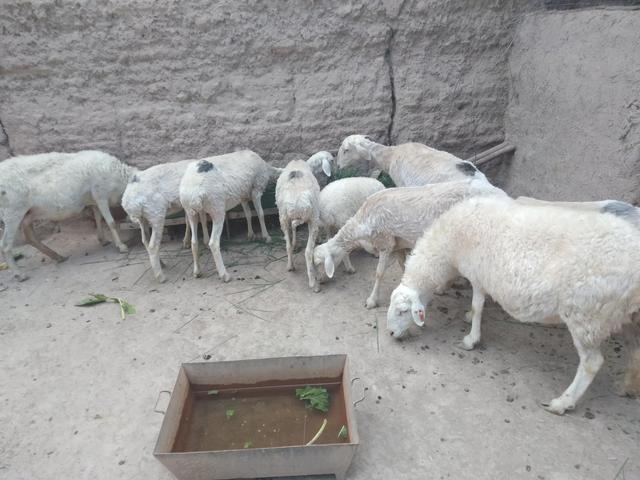 小型羊舍的5种必备设施，看着简单，养殖户却离不开它们