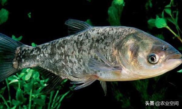 鳙鱼是优良淡水鱼品种，它只能在大水域里养吗？鳙的池塘养殖技术