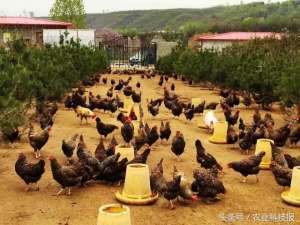 肉鸡养殖场图片(「杨凌样板」快活林农庄一枚鸡蛋5块，一只肉鸡100元，为啥还畅销)