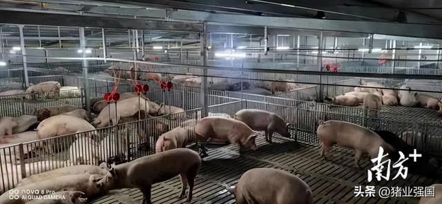 仁化美神：运营多层养殖项目应贯穿人养设备、设备养猪的理念