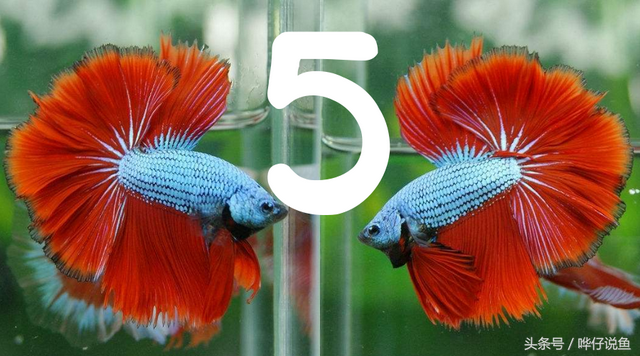 养观赏鱼的1357法：一天喂食，三天换水，五天洗缸，七天换鱼