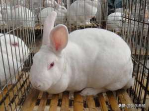 兔子怎么养殖技术(养兔如何才能取得成功？明白8个问题才可以)