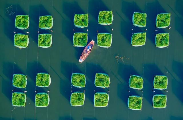 武汉面积最大的黄鳝鱼生态养殖基地迎来今年第一批黄鳝出箱