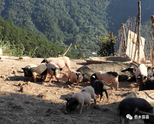 容县六王镇：致富能人带头养殖香猪，集体经济发展见成效
