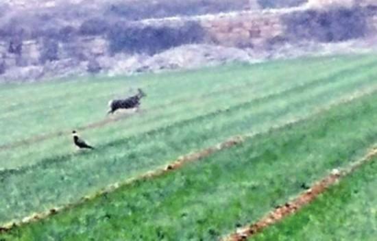 林州农田惊现野鹿戏山鸡 村民曾多次看到这头野鹿