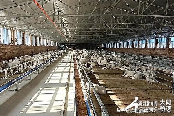 云州区全方位助推畜牧产业提质增效