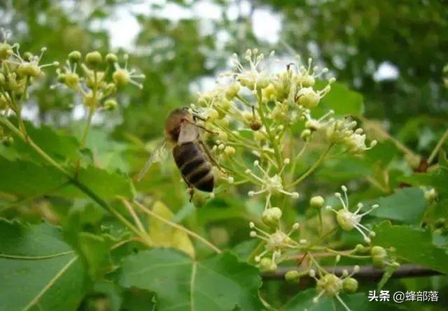 东北黑蜂具有中蜂和意蜂特点，为何没有大量推广？养殖区域是关键