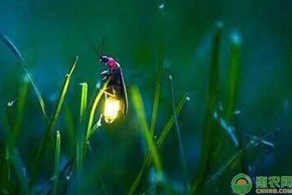 方舟萤火虫吃什么？萤火虫的饲养方法有哪些？