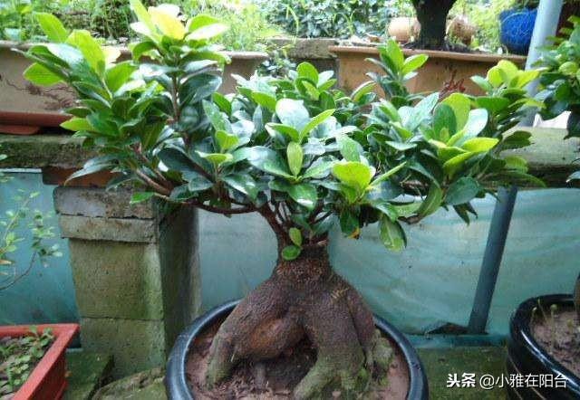 家里养盆栽榕树，用一个小技巧，新叶蹭蹭长，枝叶翠绿长爆盆