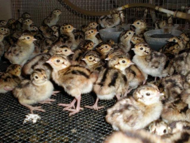 野山鸡养殖技术要点：野山鸡科学饲养管理的三个关键点