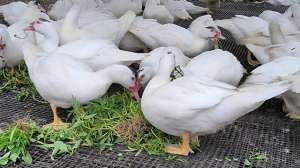 洋鸭养殖技术视频播放(肥鸭养殖中快速增肥又节省饲料的喂料方法)