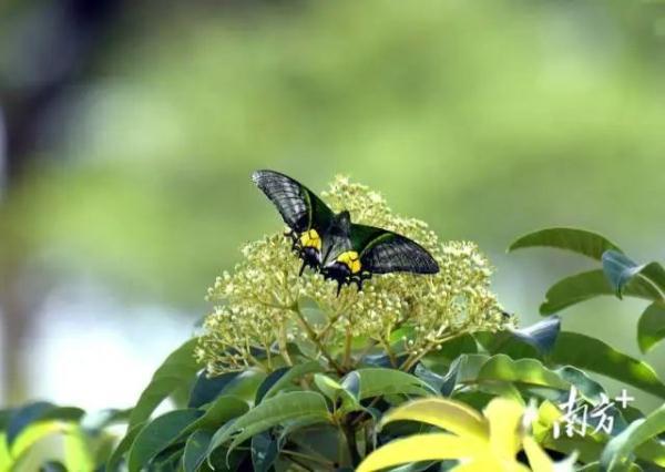 越来越多的“国宝级”动植物现身广东！桃花水母、金斑喙凤蝶、黄腹角雉