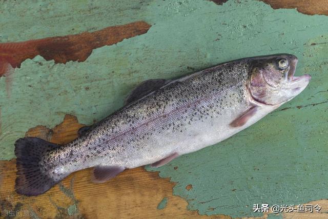 三文鱼的“野心”，国内养殖60年，如今成为黄河土著鱼？