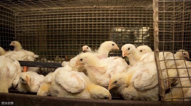 白羽肉鸡前15天育雏很关键，学会降温，通风，养鸡更容易
