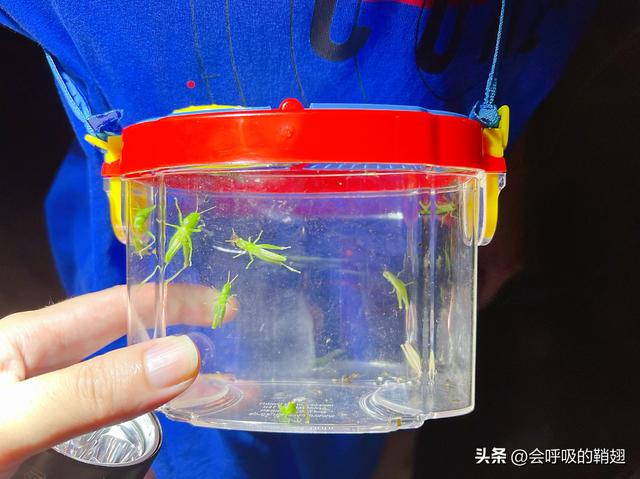 昆虫饲养笔记：4个月喂养10只兰花螳螂，我们经历了什么？