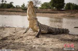 泰国鳄鱼养殖场(泰国一养殖场36只小鳄鱼大雨后逃脱 已被成功抓回)