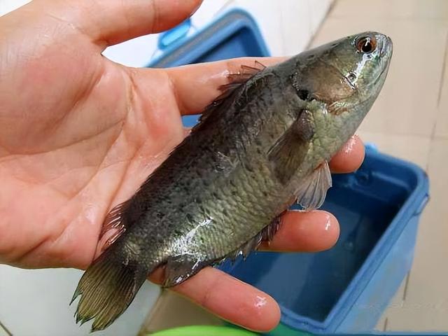 2009年，云南一小伙重金买下几条会走路的鱼，后靠这条鱼年入百万