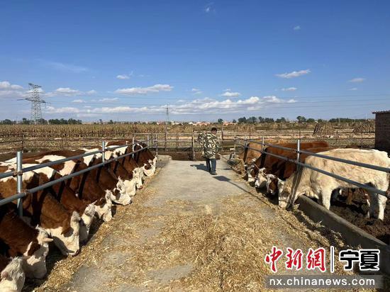 宁夏：科技赋能产业兴 巧打养牛致富牌