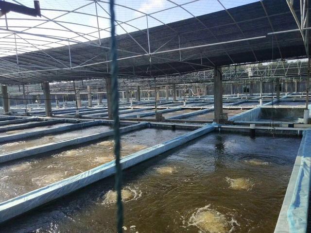 工厂化养殖石斑鱼成热潮，巧用养殖漆提高养殖效率