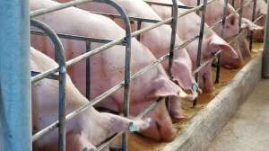 养殖场的猪怎么怀孕(怀孕母猪的喂养方法：现代化养猪场都这么做，还不快来学？)