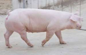 母猪养殖技术教程(母猪养殖的4大要点：养好母猪的秘诀就在这里了)