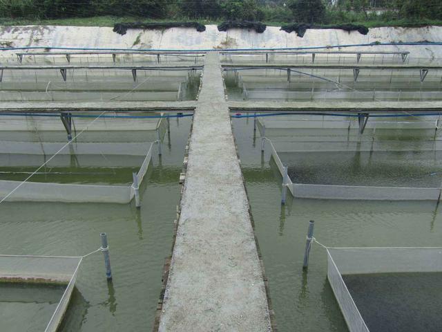 EM菌在水产养殖中的具体用法和注意事项