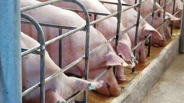 怀孕母猪的喂养方法：现代化养猪场都这么做，还不快来学？
