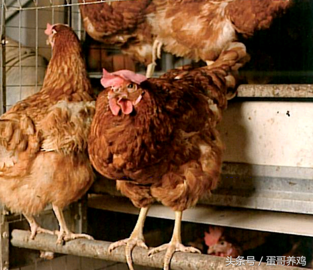 国外一种新型蛋鸡养殖设备，让鸡群维持22周95%的高产蛋率！
