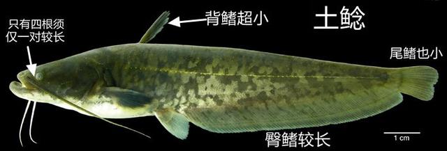 广西小区化粪池中发现鲶鱼，粪便作饲料，如此养的鲶鱼能吃吗？