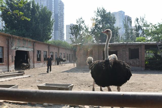 占北京一公园绿化区养鸵鸟，10余年未腾退！法院出手
