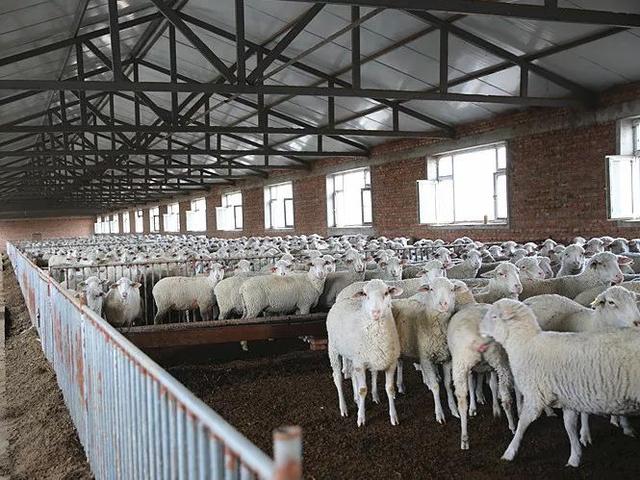 乾安志华种羊繁育有限公司——立金字招牌 打造肉羊领军企业