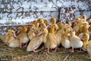 鸭子养殖网(鸭子如何养殖，怎么养长的又好又快，值得收藏)