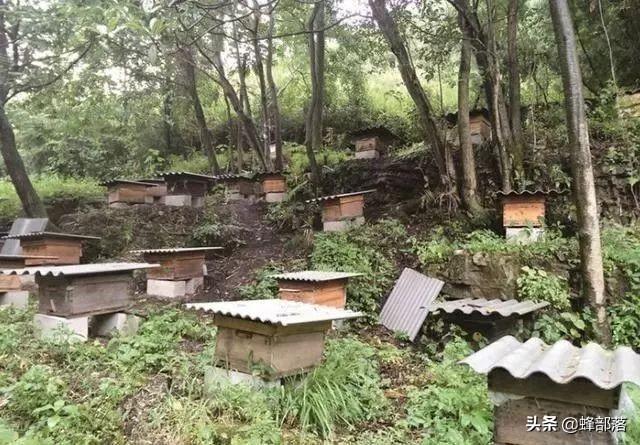 养殖1000箱蜜蜂，前景如何？养蜂人给你分析