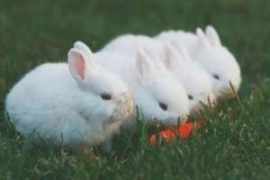 兔子好养殖吗(很多人觉得兔子繁殖快、好养活我国农民为何不养殖兔子致富呢？)