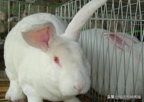 獭兔养殖没有坑！购买皮毛兼用型獭兔与新西兰兔种兔价格别图便宜