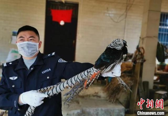 云南两村民非法猎捕国家二级保护动物白腹锦鸡被查