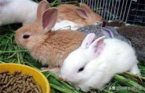 养殖家兔子(兔子的养殖技术要点及注意事项)
