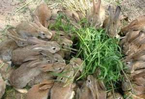 野生兔子的养殖(野兔吃什么食物？野兔饲养指南)