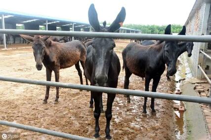 肉驴养殖，具备这5条，创业少走弯路，容易达到养殖目的
